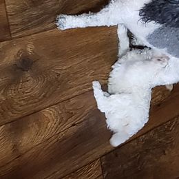 Lizzie - Poodle
