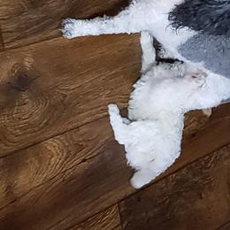 Lizzie - Poodle