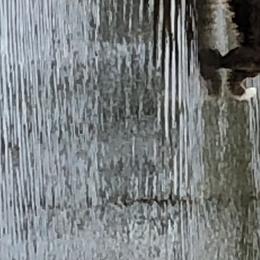 Border Collie All Grown Up from Mccurry Farms