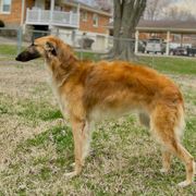 Romeo - Borzoi