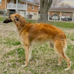 Romeo - Borzoi