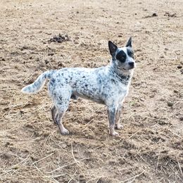 SoCo - Australian Cattle Dog