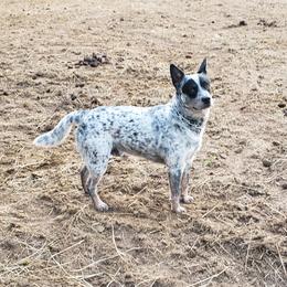 SoCo - Australian Cattle Dog