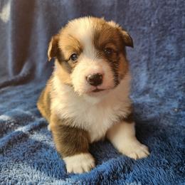 Genie - Red male Pembroke Welsh Corgi puppy in Castle Rock, Washington from Heckman Corgis