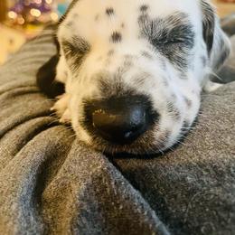 Dalmatian Puppies from Dalmation.Vacation