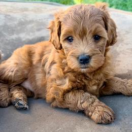 Red - Red  female Goldendoodle puppy in Mesa, Arizona from Tails and Trails Doodles