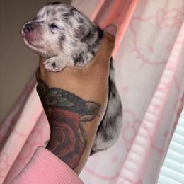 Skye - Blue merle female Pomeranian puppy in Okmulgee, Oklahoma from 918 Pomeranians