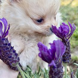 Westley - The Princess Bride's Farm Boy - Cream sable male Pomeranian puppy in Lake Forest Park, Washington from Tea Pup Pomeranians