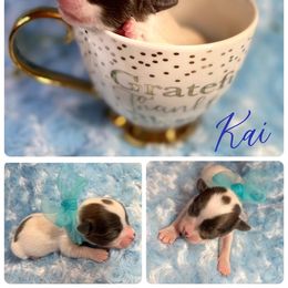 Boy 1 - Blue and white Chihuahua puppy in Stuart, Florida from Marquez Chihuahuas
