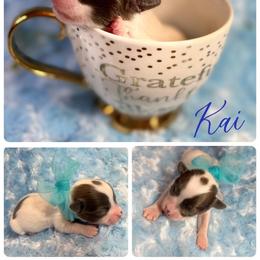 Boy 1 - Blue and white Chihuahua puppy in Stuart, Florida from Marquez Chihuahuas