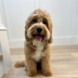 Goldie - Goldendoodle