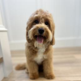 Goldie - Goldendoodle