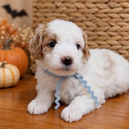 Ember - Parti female Goldendoodle puppy in Hendersonville, Tennessee from Ben's Best Buddy Goldendoodles