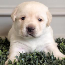 Romeo - Yellow male Labrador Retriever puppy in Pittsburgh, Pennsylvania from Kingridge Kennels