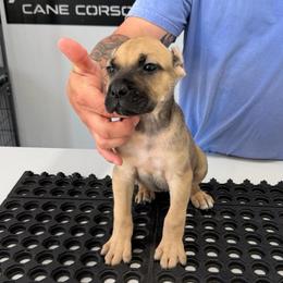 Female 6 - Fawn female Cane Corso puppy in Cashion, Oklahoma from APEXOK Cane Corsos LLC