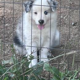 Penny - Sable merle female Border Collie puppy in New Franklin, Ohio from Whipple Farms