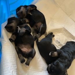 Miniature Schnauzer puppies from F&K Mini Schnauzers