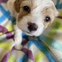 Girl 3 - Blenheim female Cavachon puppy in Pocatello, Idaho from Sarah's Cavachons & King Charles Cavalier Spaniels