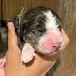 Boy 4 - male Bernedoodle puppy in Coopersburg, Pennsylvania from Deutsch Hund Haus