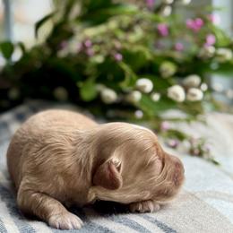 Clover - Caramel cream male Australian Labradoodle puppy in Fremont, New Hampshire from Birchwood Labradoodles