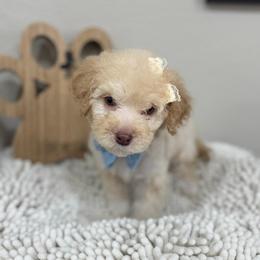 Dawn-Rose Collar - Sable female Bernedoodle puppy in Oak Hills, California from High Desert Doodles