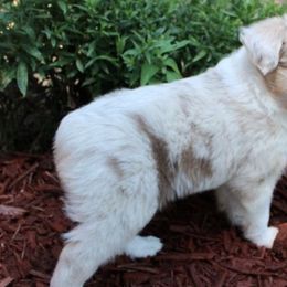 Miniature American Shepherd Puppies from Free Spirit Ranch