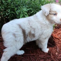 Miniature American Shepherd Puppies from Free Spirit Ranch