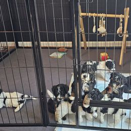 Bernedoodles from So Adoodable