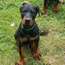 Doberman Pinschers from Rising Tide Dobermans