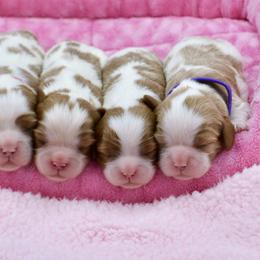 Cavalier King Charles Spaniel Puppies from Goddens Cavaliers