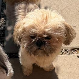 Kevin - Brindle male Shih Tzu puppy in Victorville, California from RUMBLE n TUMBLE