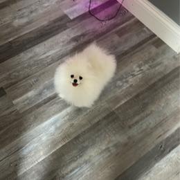 Teacup White Pom 3 pounds - Silver female Cocker Spaniel puppy in Sarasota, Florida from Prestige Cocker Spaniels