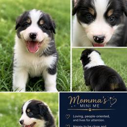 Black Tri Male 1 - Black & white male Australian Shepherd puppy in Bremen, Georgia from Ash-Land Aussies