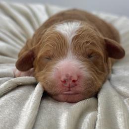 Fern - Red  male Goldendoodle puppy in Queen Creek, Arizona from Goldendoodle AZ