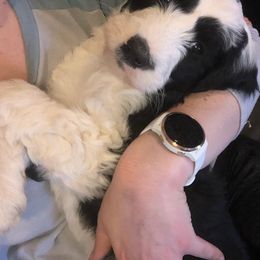 Pyredoodle and Sheepadoodle Puppies from Davis Family Doodles