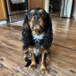 Remy - Cavalier King Charles Spaniel