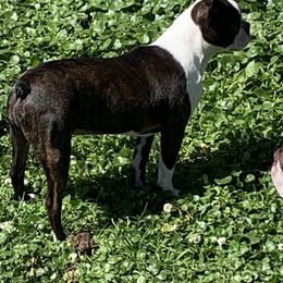 Boston Terrier Puppies from Marjena Bass