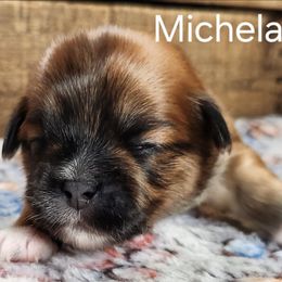 Michelangelo - Red male Lhasa Apso puppy in Jefferson, New York from Absolute Lhasa Love