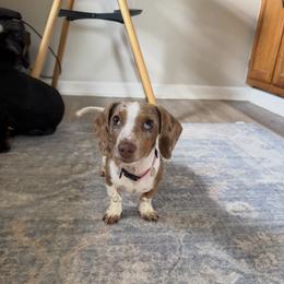 Dachshund All Grown Up from BJGM Dachshunds