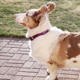 Lapa - Cardigan Welsh Corgi