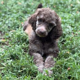 Bagel - Brindle male Poodle puppy in Troy, Alabama from Redmond Rose Kennel