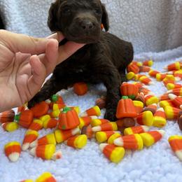 Guardian Home Opportunity 550 - Brown female Poodle puppy in Conway, Arkansas from Arkansas River Poodles