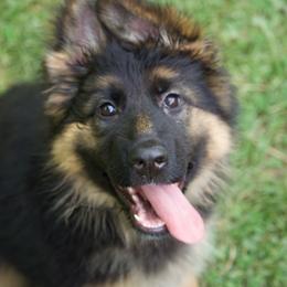 Iris - Black and red female German Shepherd puppy in Garland, Maine from Vom Schön Traumhund