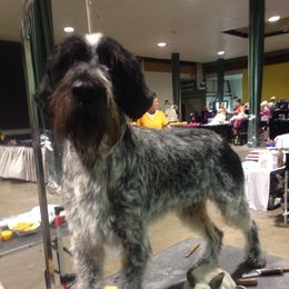 Tiger - German Wirehaired Pointer