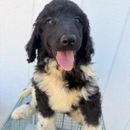 Poseidon - Parti male Poodle puppy in Meadowbrook, California from Standard Poodle Pups