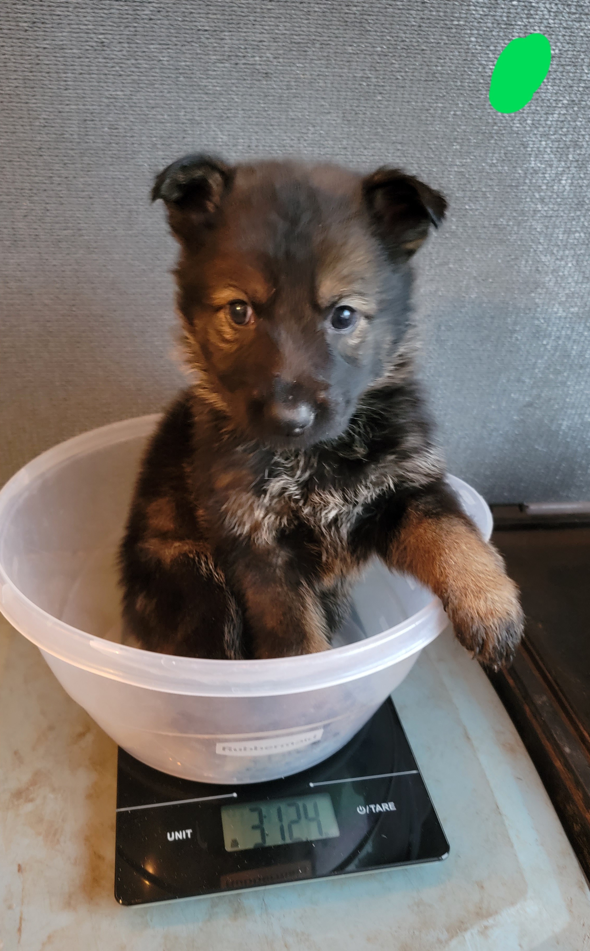 German Shepherd Puppies from Von Wildmann's Shepherds