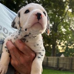 Boy 2 - Dalmatian puppy in New York from 4 AM Dalmatians