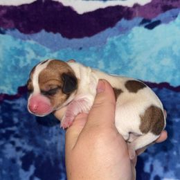 Shaded red piebald - Piebald female Dachshund puppy in Liberty, Mississippi from Liberty Oaks Aussies and Dachshunds