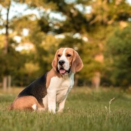 Cash - Beagle