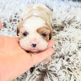 Ella - Blenheim female Cavalier King Charles Spaniel puppy in Bandera County, Texas from Hill Country Cavaliers